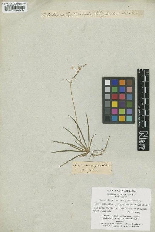 Libertia pulchella (R.Br.) Spreng. - BM000071678