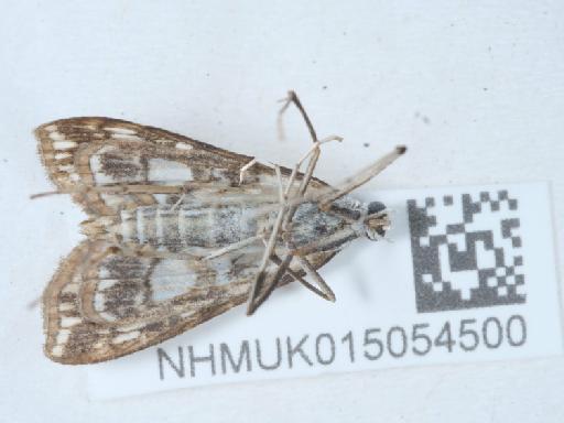 Elophila nymphaeata (Linnaeus, 1758) - 015054500_3