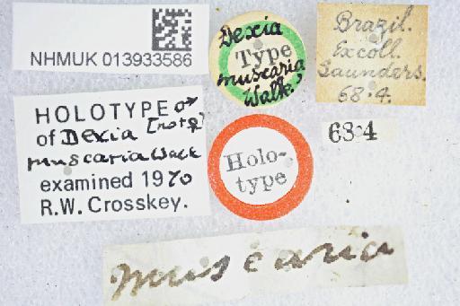 Ptilodexia muscaria (Walker, 1852) - Ptilodexia muscaria HT labels