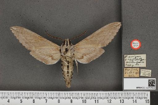 Sphinx asellus (Rothschild & Jordan, 1903) - BMNH(E) 1377432 Sphinx asellus ventral and labels.JPG