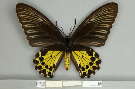 Troides helena cerberus Rothschild, 1895 - 013606446_additional