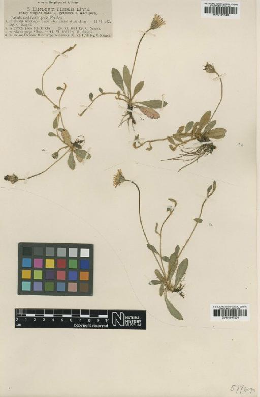 Hieracium pilosella subsp. vulgare (Tausch) Nägeli & Peter - BM001047294