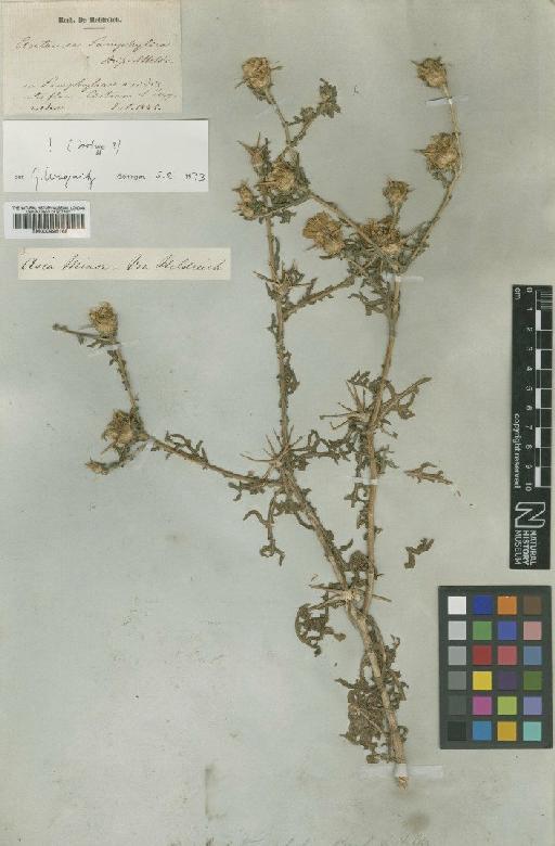 Centaurea pamphylica Boiss. & Heldr. - BM000996168