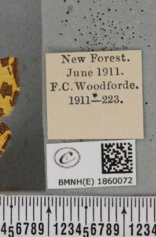 Pseudopanthera macularia (Linnaeus, 1758) - BMNHE_1860072_label_439512