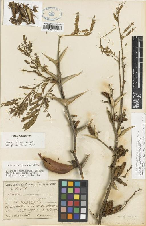 Acacia cornigera (L.) Willd. - BM000952385