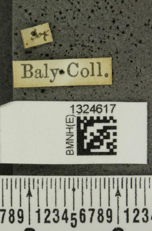 Amphelasma decoratum (Jacoby, 1887) - BMNHE_1324617_label_22174