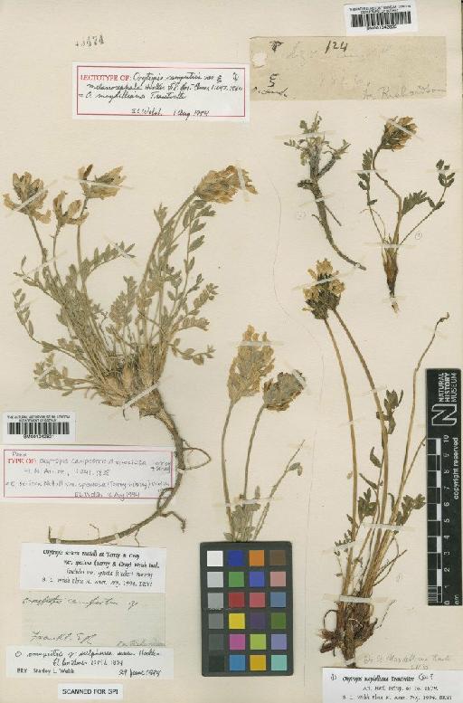 Oxytropis maydelliana Trautv. - BM001042821