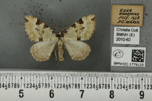 Colostygia pectinataria (Knoch, 1781) - BMNHE_1779120_354565