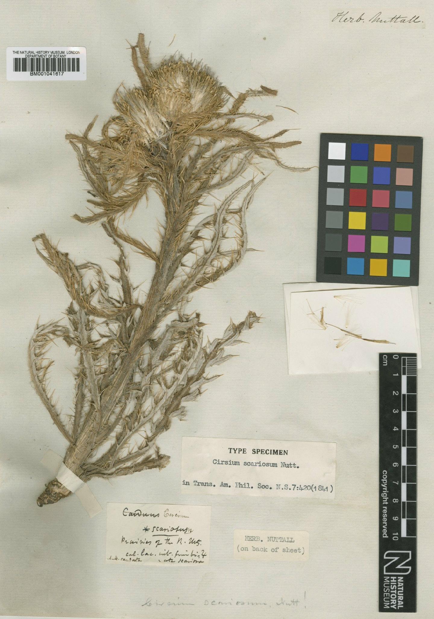 To NHMUK collection (Cirsium scariosum Nutt.; Type; NHMUK:ecatalogue:1185347)