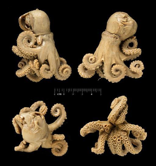 Octopus fontanianus d'Orbigny, 1835 - 1851.1.24.5, Octopus fontanianus A.D.Orb., 1835