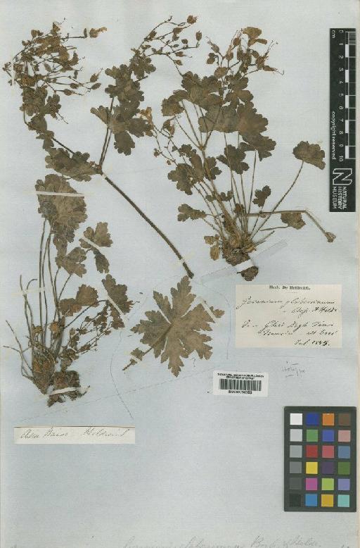 Geranium glaberrimum Boiss. & Heldr. - BM000796353