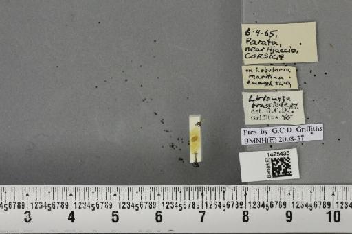 Liriomyza brassicae (Riley, C.V., 1884) - BMNHE_1475435_49238