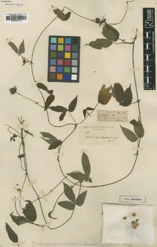 Dalechampia sylvestris S.Moore - BM000947448