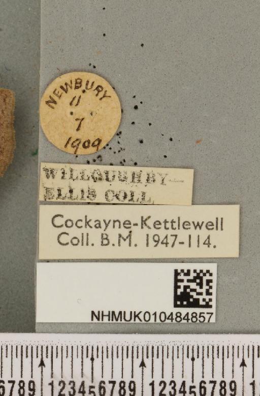 Lygephila pastinum ab. ludicra Haworth, 1809 - NHMUK_010484857_label_540805