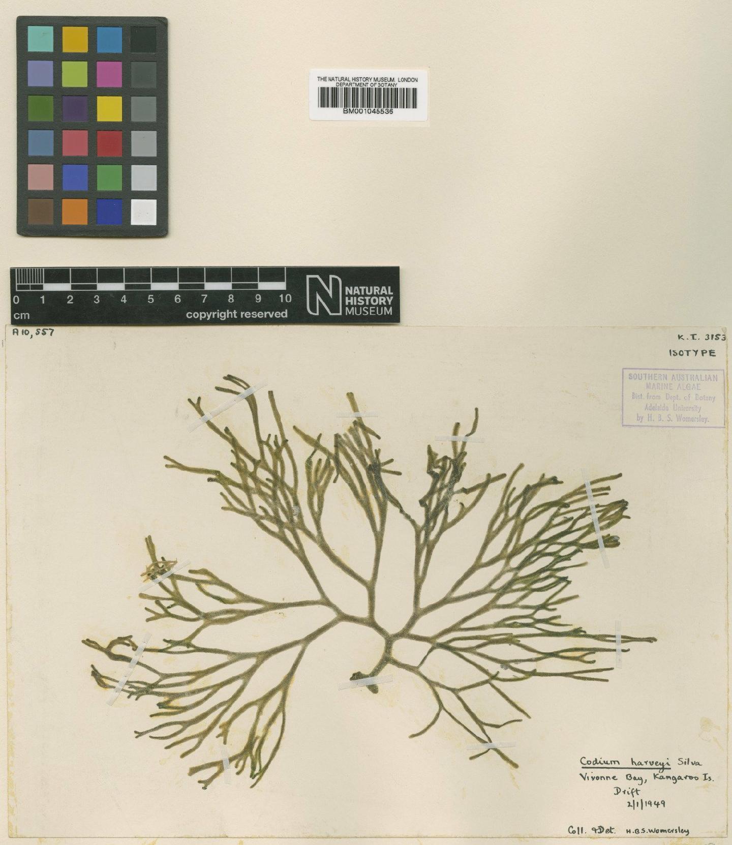 To NHMUK collection (Codium harveyi P.C.Silva; Isotype; NHMUK:ecatalogue:739571)