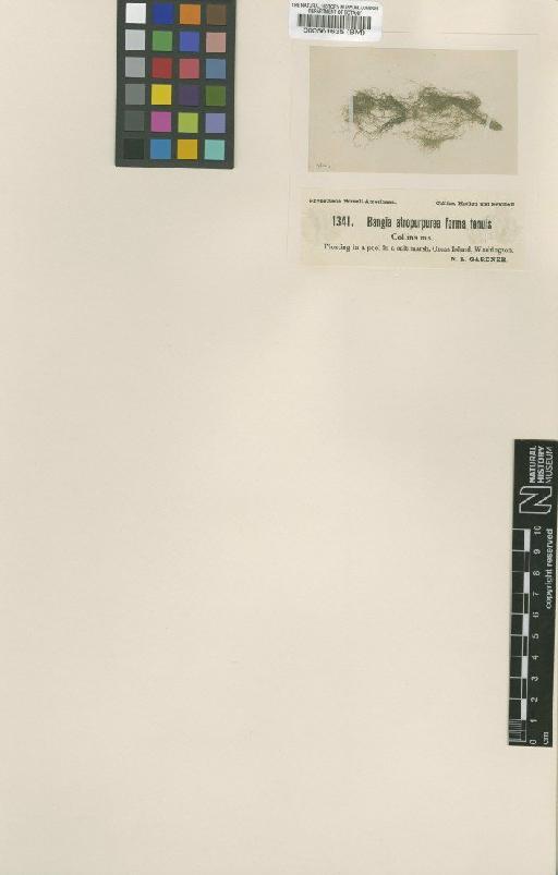 Bangia atropurpurea (Roth) C.Agardh - BM000561635