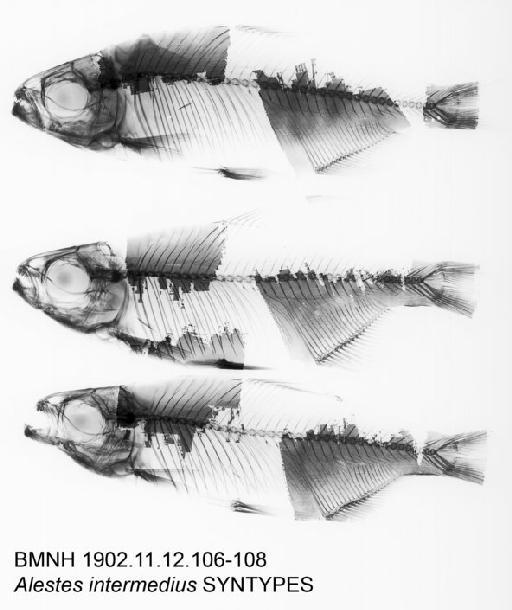 Alestes intermedius Boulenger, 1903 - BMNH 1902.11.12.106-108 - Alestes intermedius SYNTYPES Radiograph