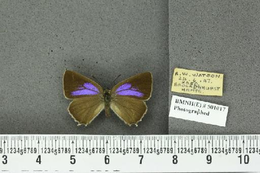 Neozephyrus quercus ab. minor Tutt, 1907 - BMNHE_501017_94056