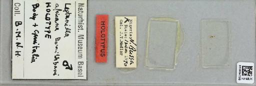 Leptanilla africana Urbani, 1977 - 015904599_299745_1650195_157724_Type
