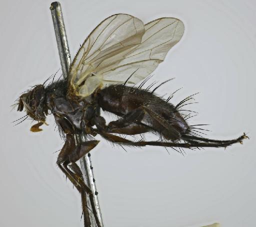 Stenodexia albicincta van der Wulp, 1891 - Stenodexia albicincta ST lateral