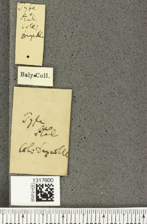 Calligrapha (Polyspila) simillima Stål, 1860 - BMNHE_1317600_a_label_17149