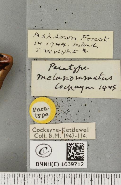 Saturnia pavonia ab. melanommatus Cockayne, 1945 - BMNHE_1639712_label_203761