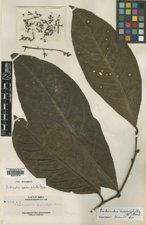 Endiandra macrophylla (Blume) Boerl. - BM000799338