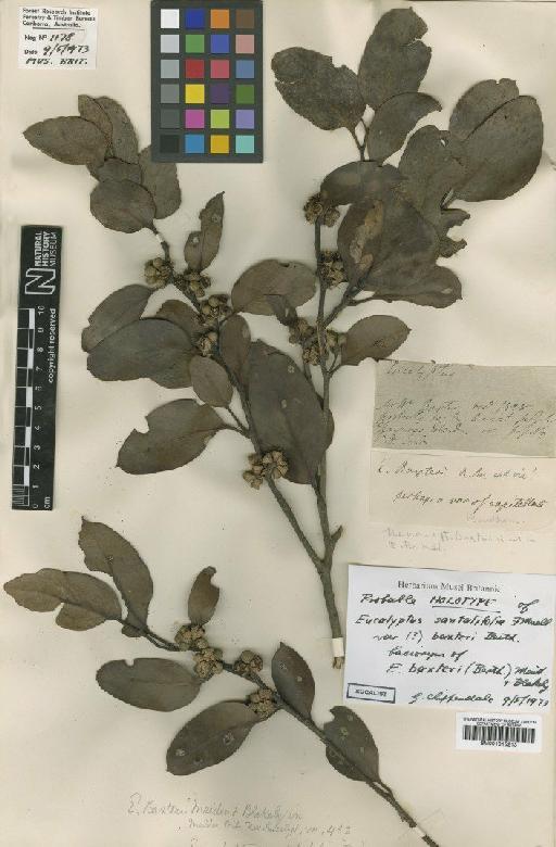 Eucalyptus baxteri R.Br. ex Benth. - BM001015213