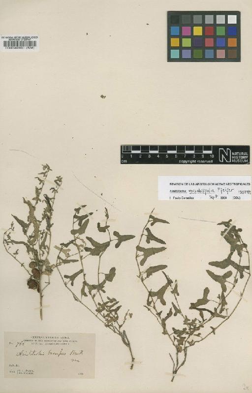 Aristolochia versabilifolia Pfeifer - BM000040901