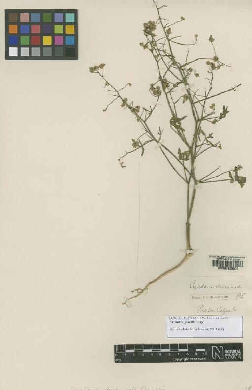 Cristaria gracilis Gay - BM000603906