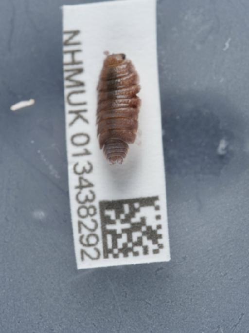 Porcellionides pruinosus (Brandt, 1833) - 013438292_2