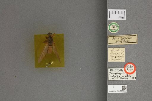 Dasypogon imbrex Walker, 1849 - 014585341_dorsal_labels
