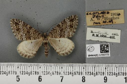 Entephria caesiata caesiata (Denis & Schiffermüller, 1775) - BMNHE_1735773_319020