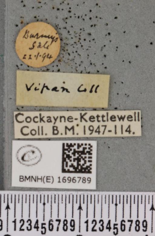 Nola aerugula ab. alfkeni Warnecke, 1938 - BMNHE_1696789_label_293112