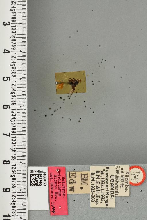 Trirhithrum micans Munro, 1957 - BMNHE_1469168_27473