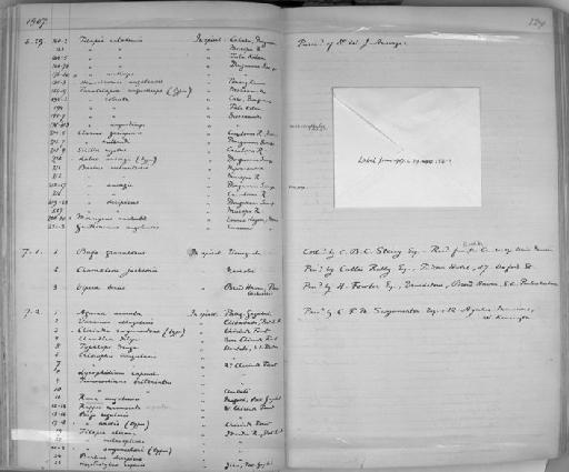 Paratilapia angusticeps Boulenger, 1907 - Zoology Accessions Register: Reptiles & Fishes: 1904 - 1925: page 129