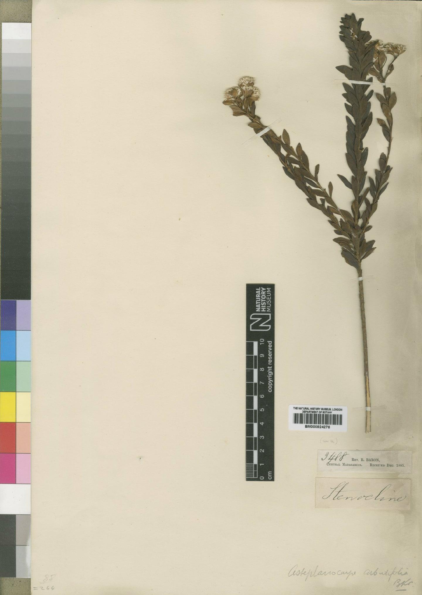 To NHMUK collection (Syncephalum arbutifolium Humbert; Type; NHMUK:ecatalogue:4529304)