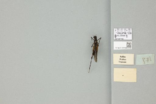 Erucius (Erucius) dimidiatipes luteipes Bolivar, 1930 - 012498379_reverse_1