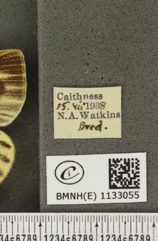 Pieris napi thompsoni ab. confluens Schima, 1910 - BMNHE_1133055_label_89612