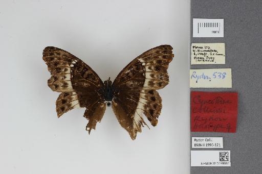 Cymothoe collinsi Rydon - NHMUK015199887_Cymothoe_collinsi_Rydon_1980_Dorsal