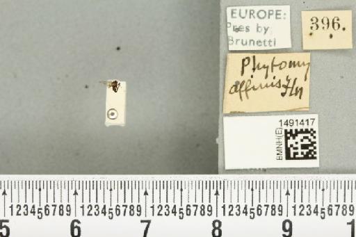 Phytomyza affinis Fallén, 1823 - BMNHE_1491417_53048