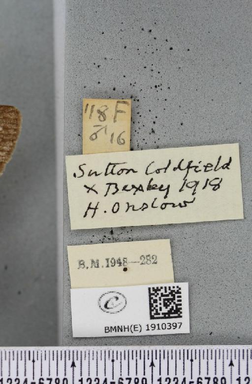 Hypomecis punctinalis (Scopoli, 1763) - BMNHE_1910397_label_479501