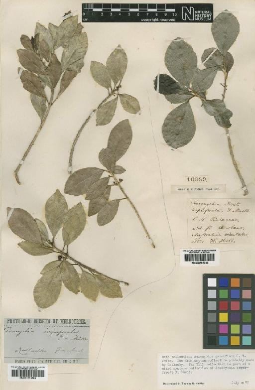 Acronychia pauciflora C.T.White - BM001015582