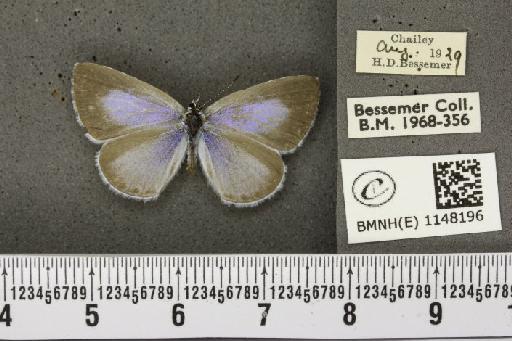 Celastrina argiolus britanna ab. aquilana Grund, 1908 - BMNHE_1148196_111220