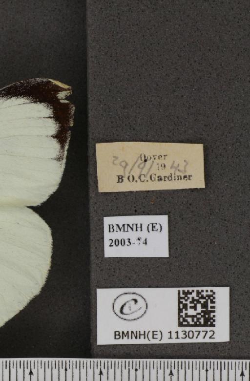 Pieris brassicae (Linnaeus, 1758) - BMNHE_1130772_label_85462