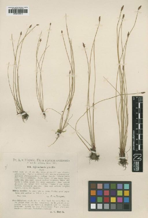 Eleocharis palustris (L.) Roem. & Schult. - BM001066944