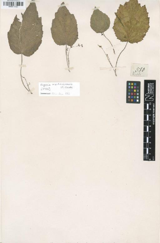 Begonia moulmeinensis C.B.Clarke - BM001118123