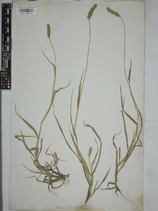 Setaria glauca (L.) P.Beauv. - 012548972