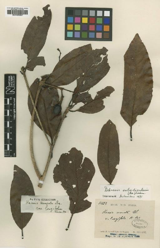 Dehaasia suborbicularis (Lecomte) Kosterm. - BM000950897