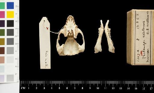 Cuscus celebensis Gray, 1858 - 1857.8.6.3_Skull_Ventral